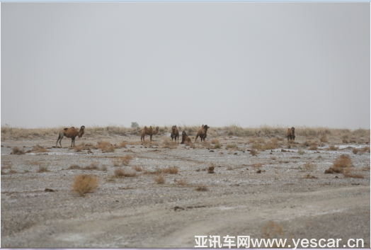 新闻稿-斯巴鲁参与主办野骆驼科学考察活动0520终715.png